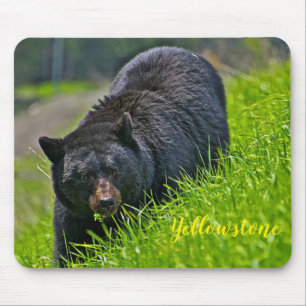 Mouse Pad-Yellowstone Black Bear Mouse Pad