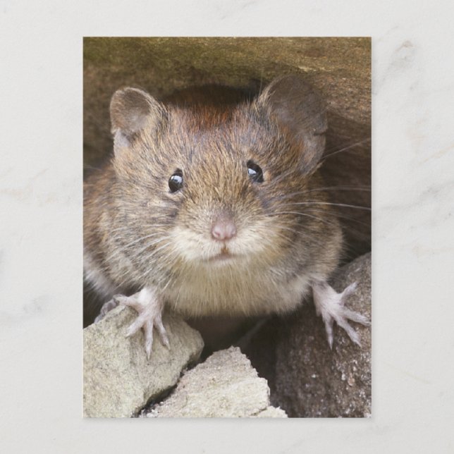 Mouse Portrait Postcard (Front)