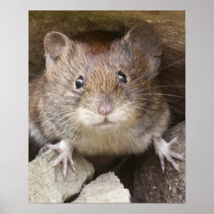 Mouse Portrait Poster