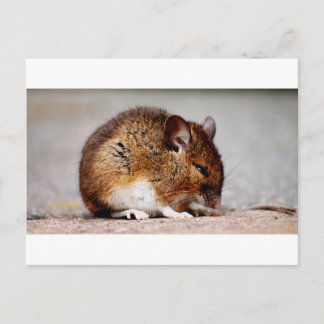 Mouse Print Postcard