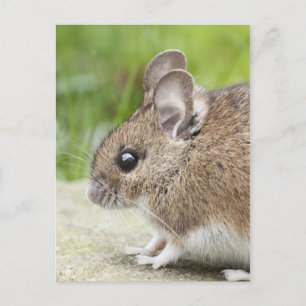 Mouse Profile Postcard