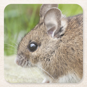Mouse Profile Square Paper Coaster