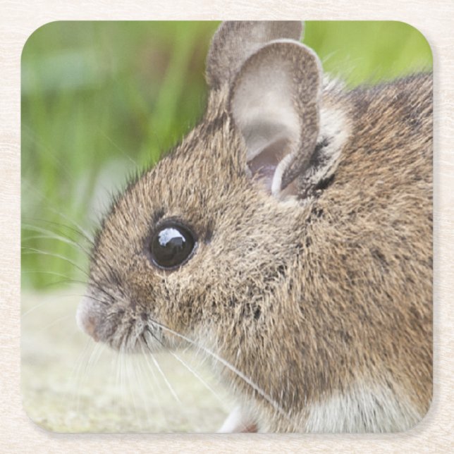 Mouse Profile Square Paper Coaster (Front)