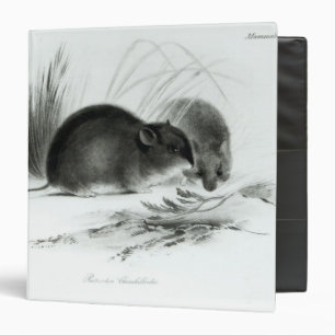 Mouse, Tierra del Fuego, South America c.1832-36 Binder