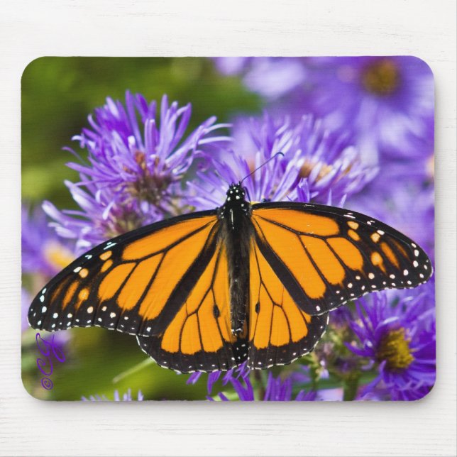 Mousepad Monarch Butterfly on Purple Asters (Front)