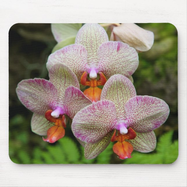 Mousepad - Orchid (Front)