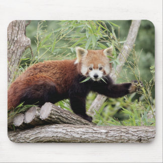 Mousepad. Photo red panda. Panda roux. animals. Mouse Pad