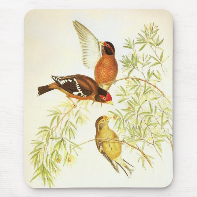 Mousepad Vintage Spectacled Finch Birds (Front)