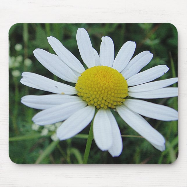 Mousepad weisse Margeritenblüte (Front)