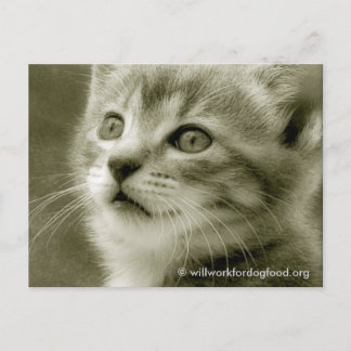 Mouser Watching a Bird Postcard