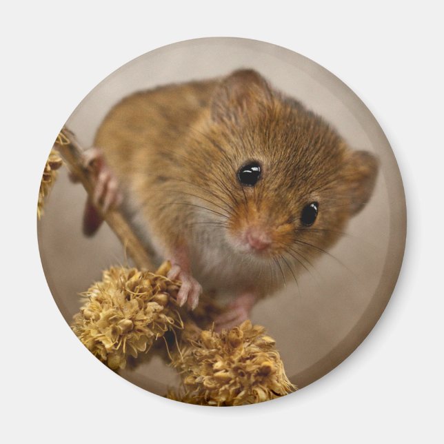 Mousie Magnet (Devant)