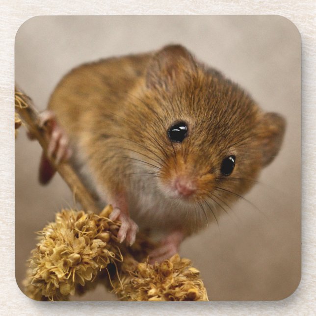 Mousie Set of 6 Coasters (Front)