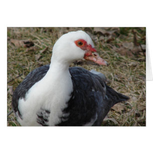 Mousscovy Hen