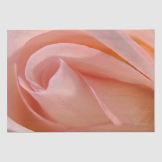 Mousseline Coton bonbon Rose Bud papier de tissus (Recto)