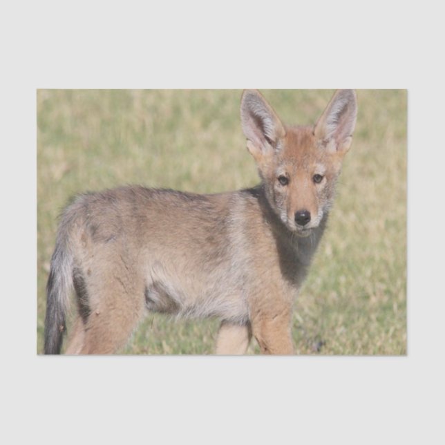 Mousseline Coyote papier tissu (Recto)