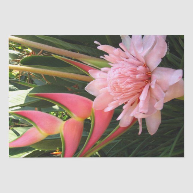 Mousseline Heliconia Ginger rose Papier Tissu (Recto)