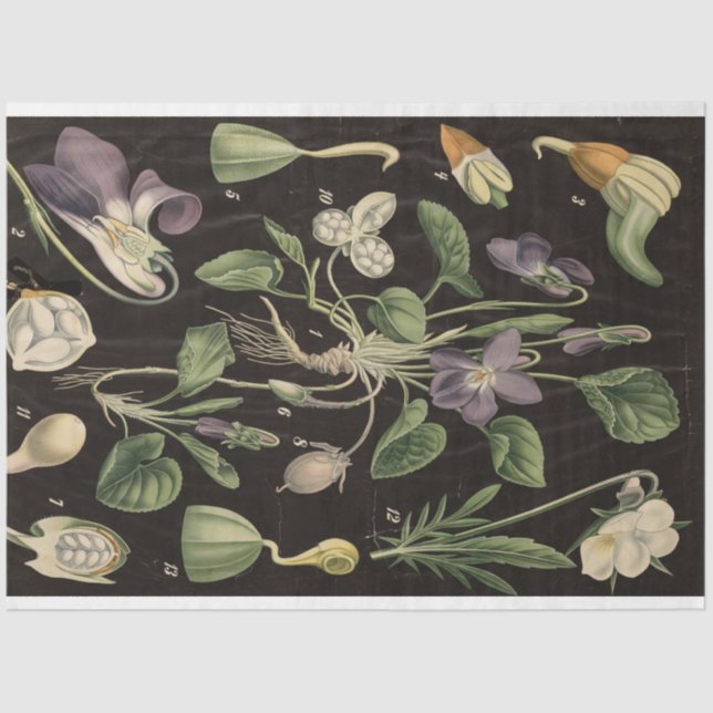 Mousseline Papier de découpage de pois doux (Recto)