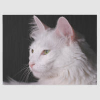 papier de tissu de chat angora