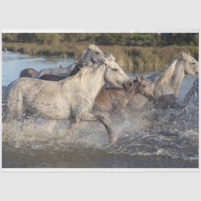 Mousseline papier de tissu pour chevaux (Recto)