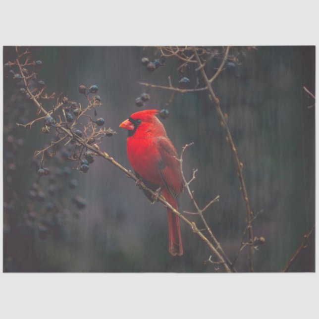 Mousseline Papier de tissus cardinal (Recto)