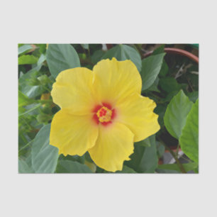 Mousseline Papier de tissus d'Hibiscus jaune