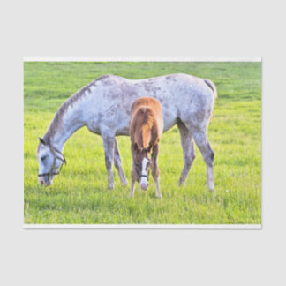 Mousseline Papier de tissus pour le cheval et le poulain 