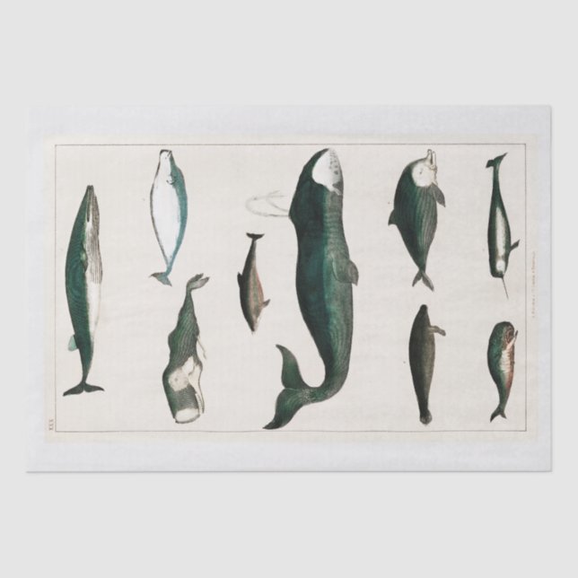 MOUSSELINE PAPIER MOUSSELINE: OLIVER GOLDSMITH : BALEINE (Recto)