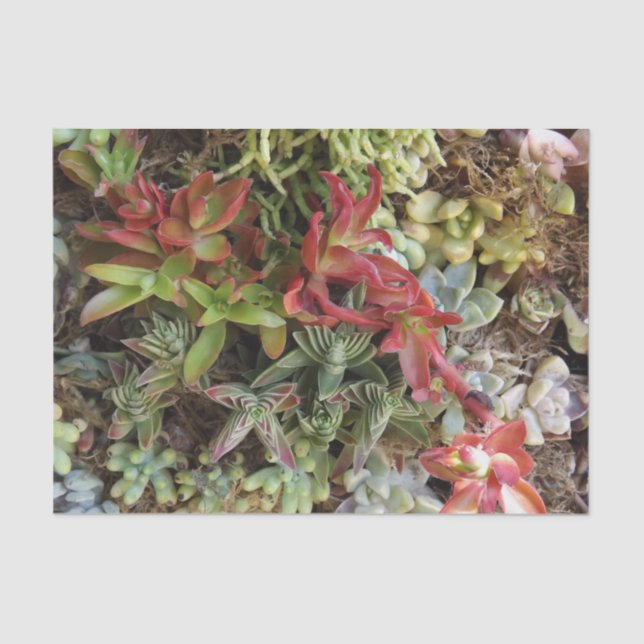 Mousseline Papier Tissu Succulent (Recto)