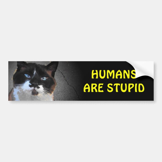 Moustache Cat Says Humans are Stupid Bumper Sticker (Front)