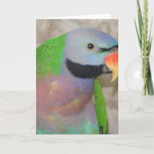 Moustached Parakeet Card
