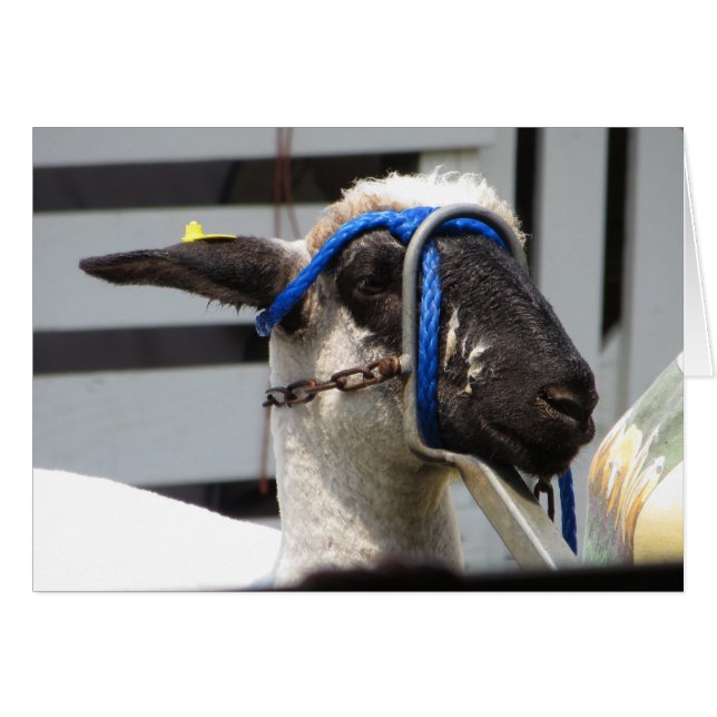 Mouton (Devant horizontal)