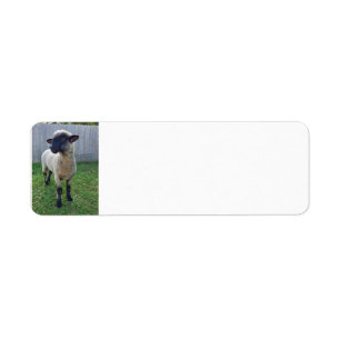 Mouton