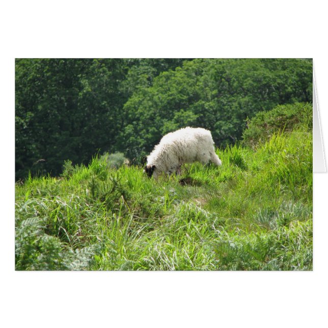 Mouton 2 (Devant horizontal)