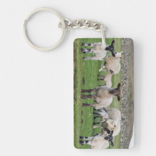 Mouton des Shetland