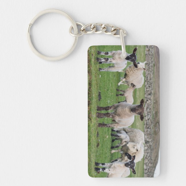 Mouton des Shetland (Devant)