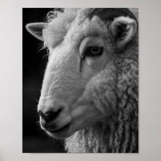 Mouton noir et blanc décoration murale de studio