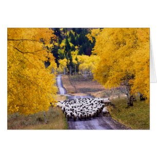 Mouton sur Country Road