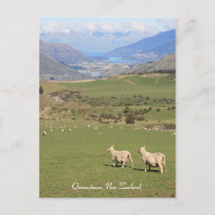 Moutons avec vue, Queenstown NZ - Carte postale