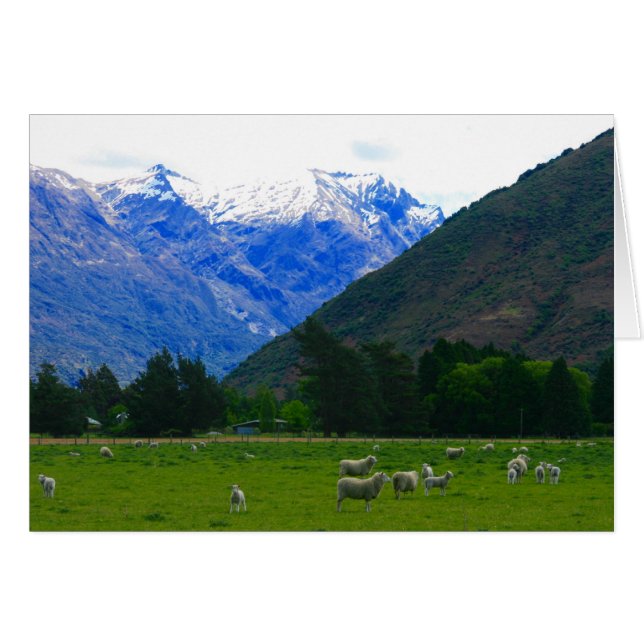 moutons de campagne (Devant horizontal)