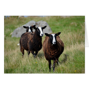 Moutons de Zwartbles