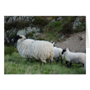 Moutons et agneaux dans Northumberland Angleterre