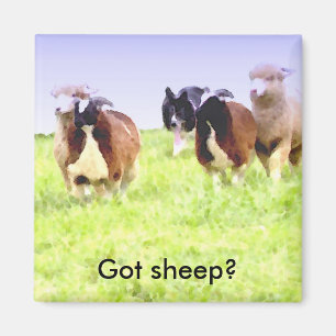 Moutons obtenus ? Aimant de border collie