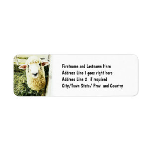 Moutons pelucheux blancs mignons