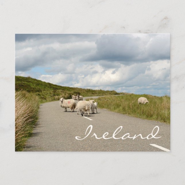 Moutons sur la route en Irlande texte carte postal (Devant)