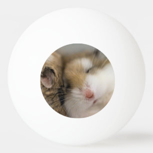 Move over Bob   Ping Pong Ball