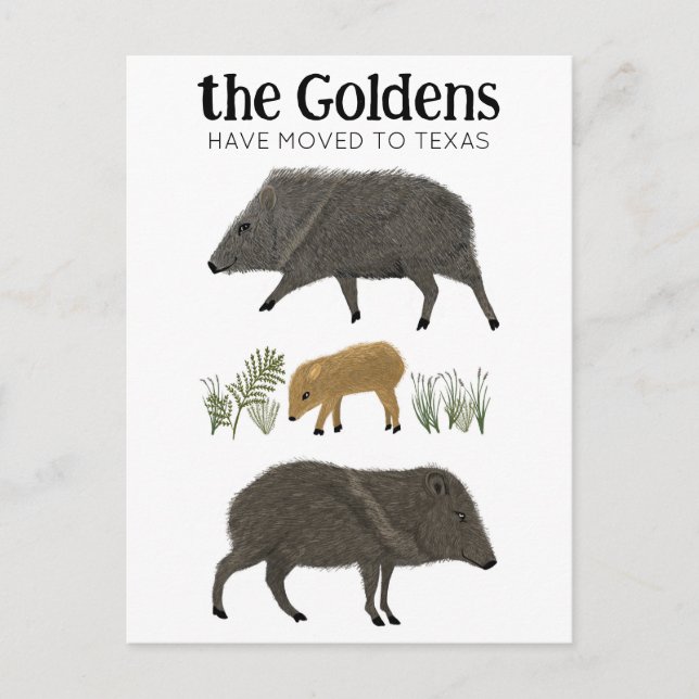 MOVING ANNOUNCEMENT Javelina Family Desert Texas Postcard (Front)