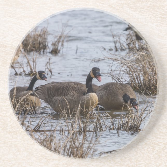 Moving In Coaster (Front)
