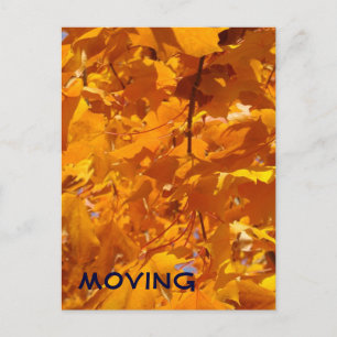MOVING postcards Alerts Orange Leaves Moved