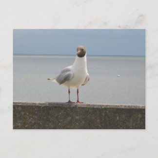 Möwe auf der Mauer an der Nordsee Postcard