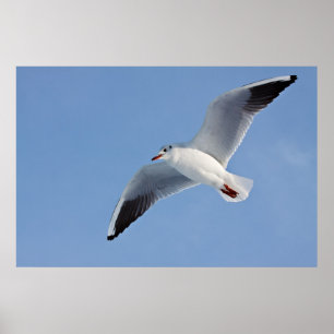 Möwe / Sea gull Poster